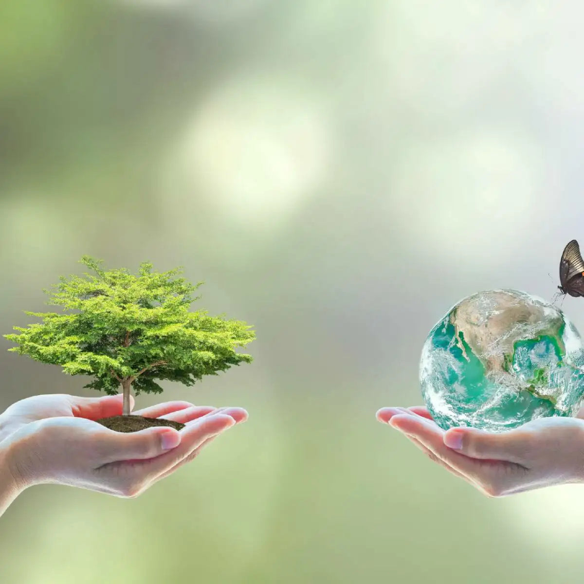 hands focusing on rejuvenation with shot of earth and tree